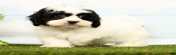 Shihpoo dogs for sale: Joey - Ad 4