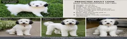 Mixed Breed dogs for sale: Snoopy - Ad 1