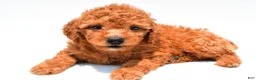 Mini Goldendoodle dogs for sale: Navy  - Ad 8