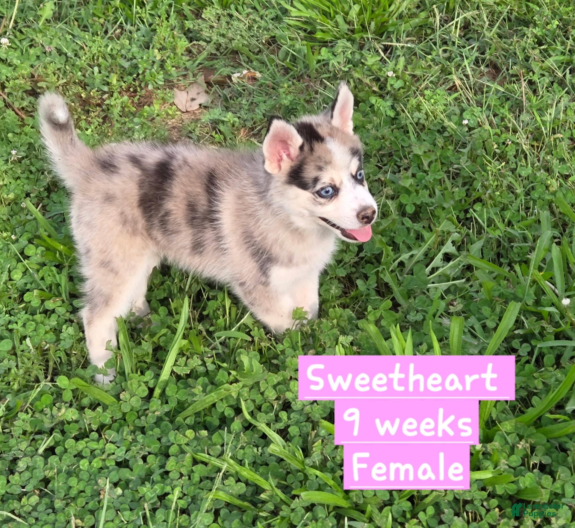 Pomsky dogs for sale: Sweetheart  - Ad 3