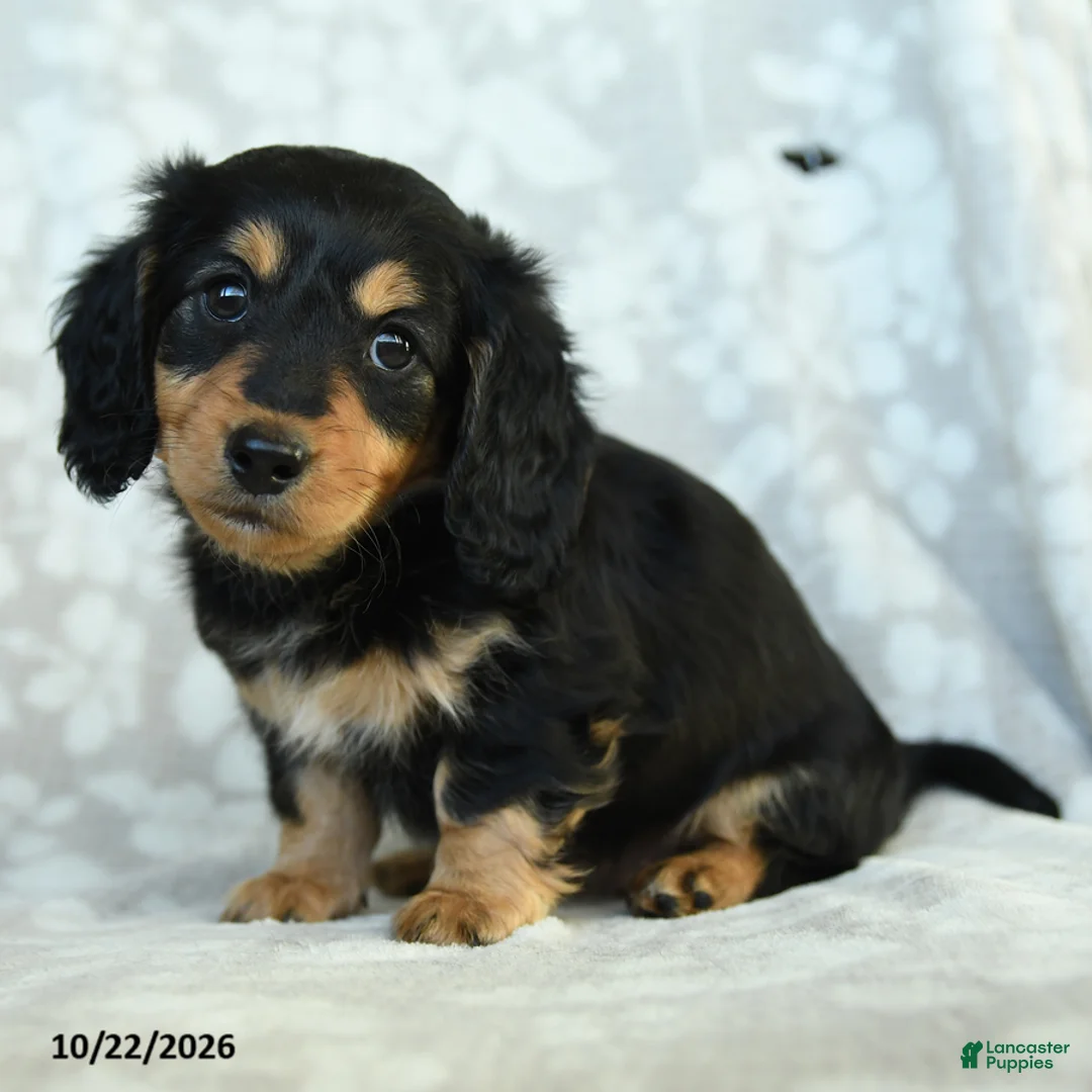 Miniature Dachshund dogs for sale: Paprika - Ad 1