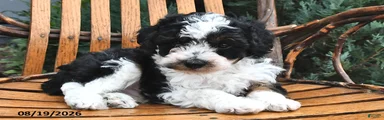 Muffin