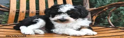 Miniature Poodle dogs for sale: Muffin - Ad 1