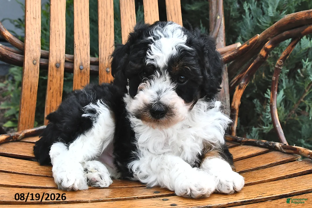 Miniature Poodle dogs for sale: Muffin - Ad 1