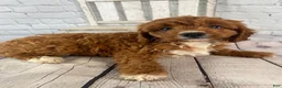 Cavapoo dogs for sale: Bentley - Ad 3