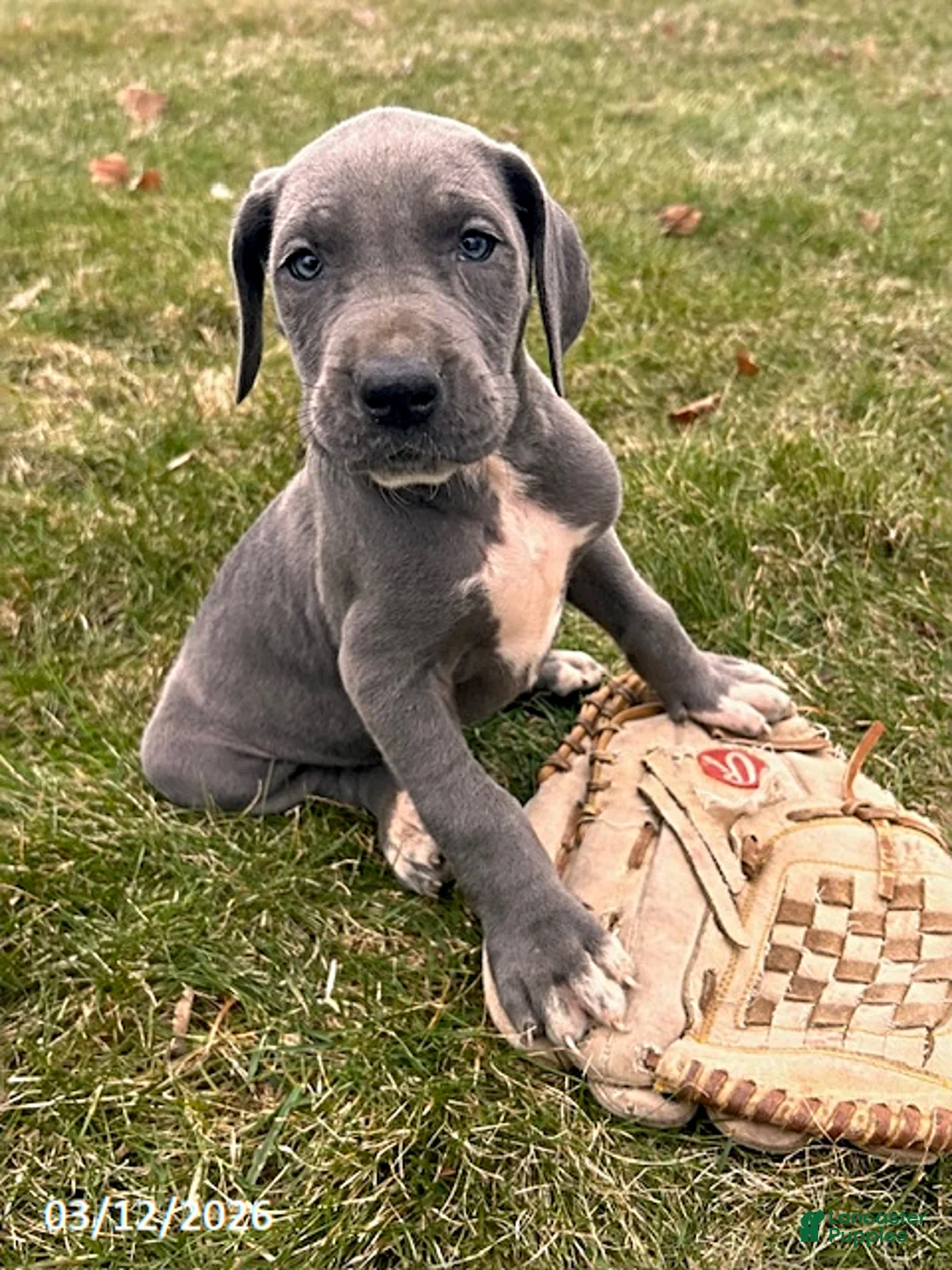 Great Dane dogs for sale: Truly - Ad 1