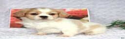 Shih Tzu dogs for sale: Kip - Ad 5