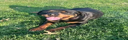 Rottweiler dogs for sale: Cedar - Ad 4