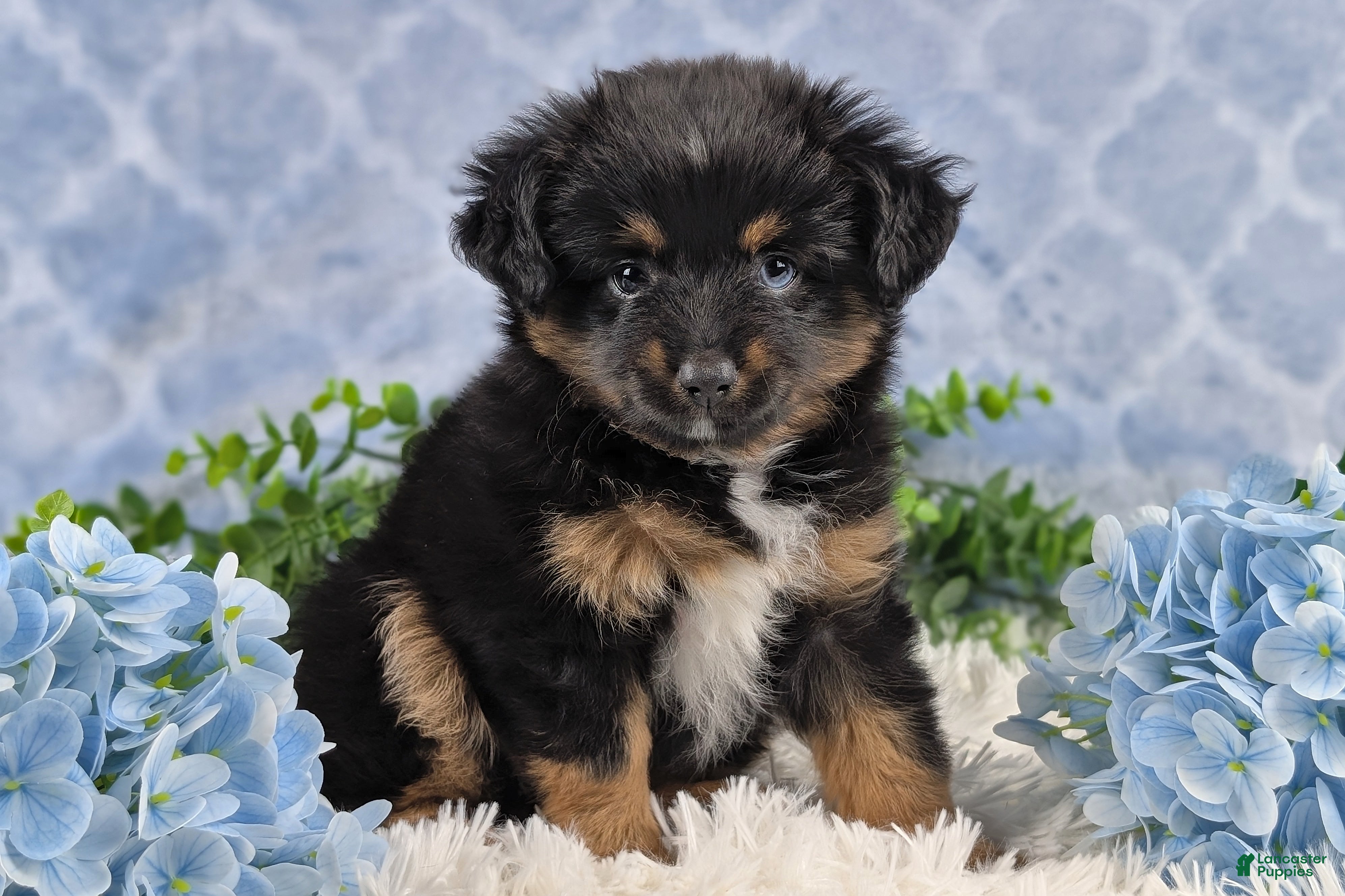Toy Australian Shepherd dogs Brittlyn - Ad 3