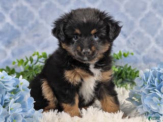 Toy Australian Shepherd dogs Brittlyn - Ad 4