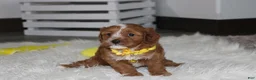 Cockapoo dogs for sale: Freddy  - Ad 3
