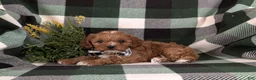 Cavapoo dogs for sale: Elijah - Ad 4