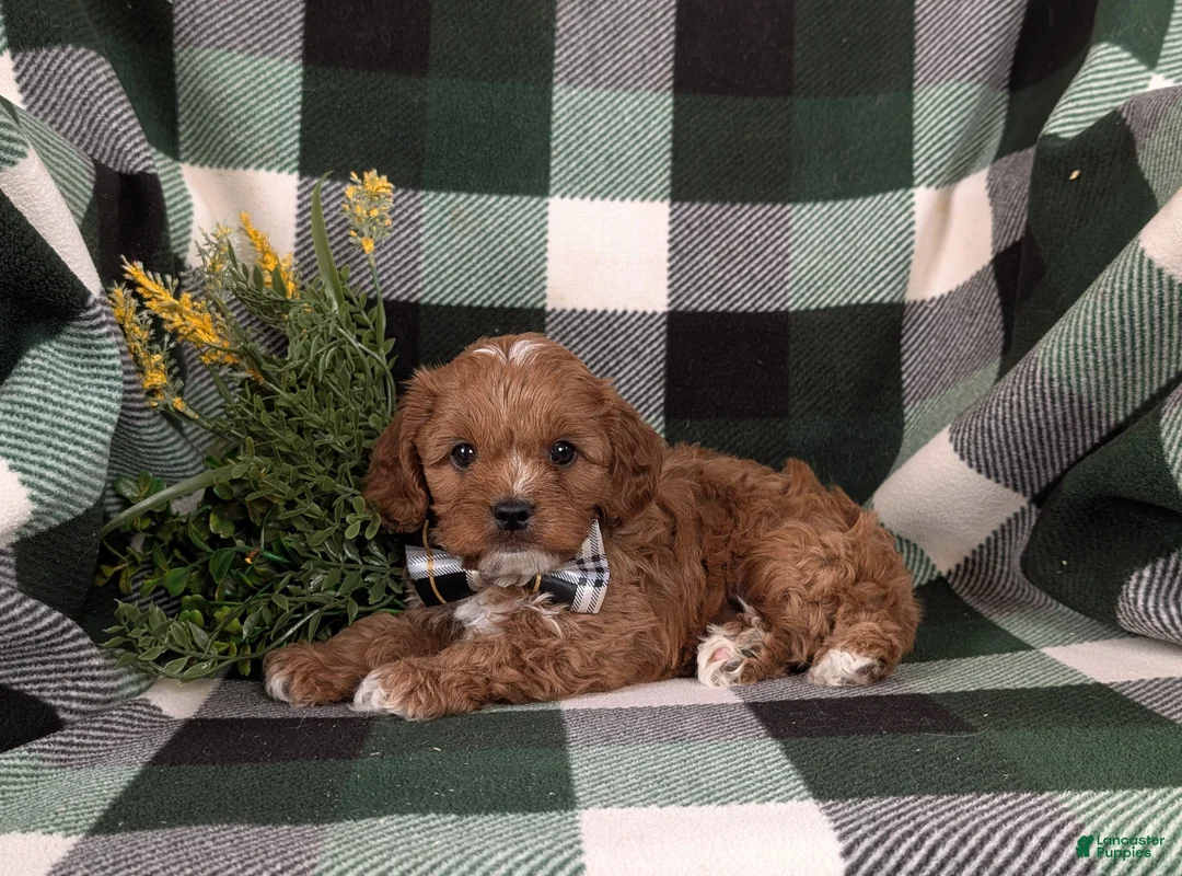 Cavapoo dogs for sale: Elijah - Ad 4
