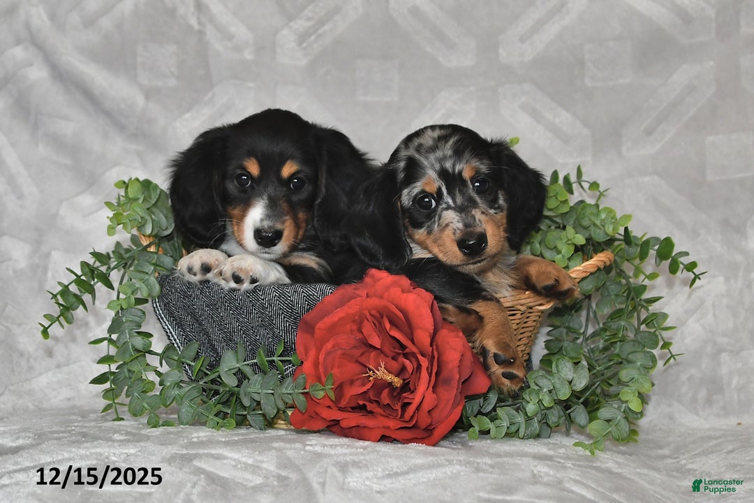 Dachshund dogs for sale: Eliot - Ad 4