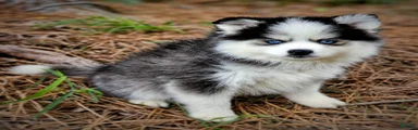 Pomsky Puppy Boy - 3 of 5