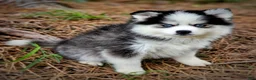 Pomsky dogs for sale: Pomsky Puppy Boy - 3 of 5 - Ad 1