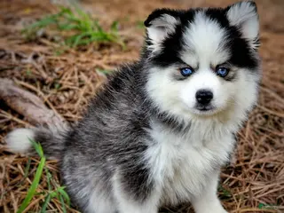 Pomsky dogs Pomsky Puppy Boy - 3 of 5 - Ad 7