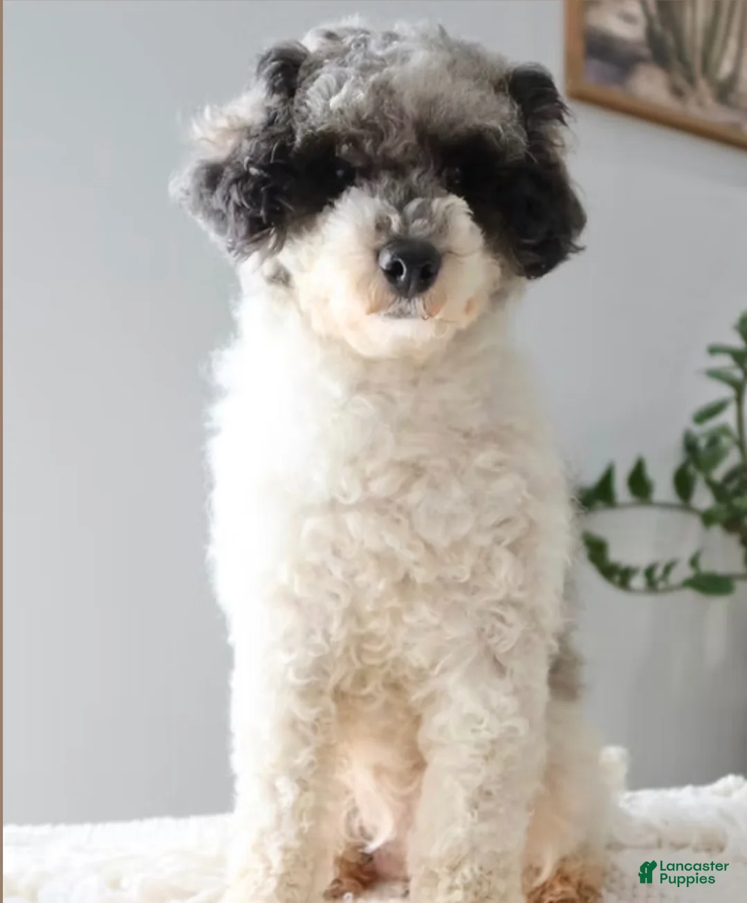 Toy Poodle dogs for sale: Hunter - Ad 6
