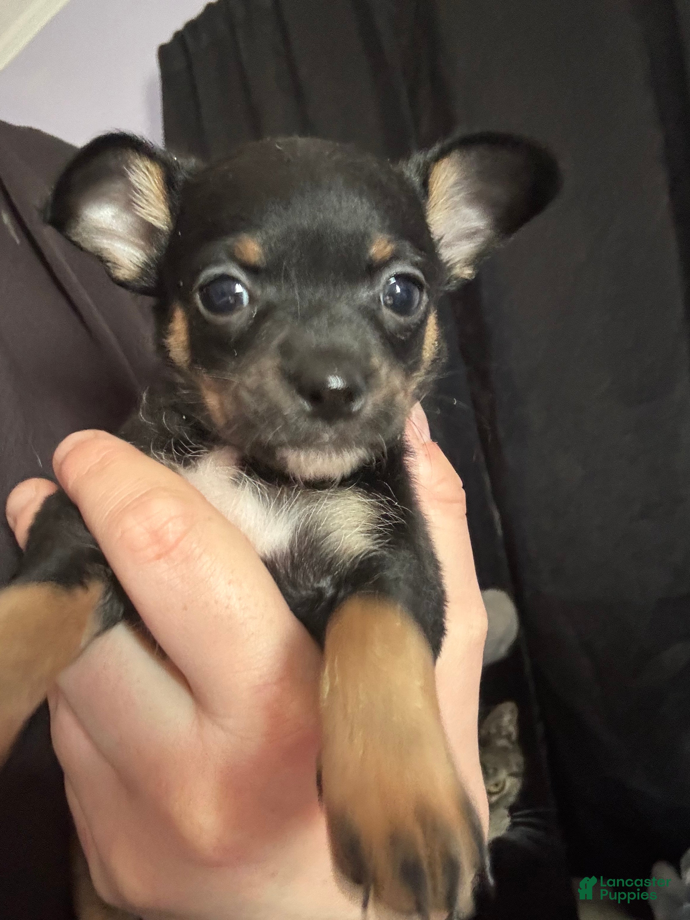 Chihuahua dogs Chihuahua Puppy 1 - Ad 13