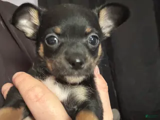 Chihuahua dogs Chihuahua Puppy 1 - Ad 13