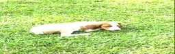 Brittany Spaniel dogs for sale: Luke - Ad 3