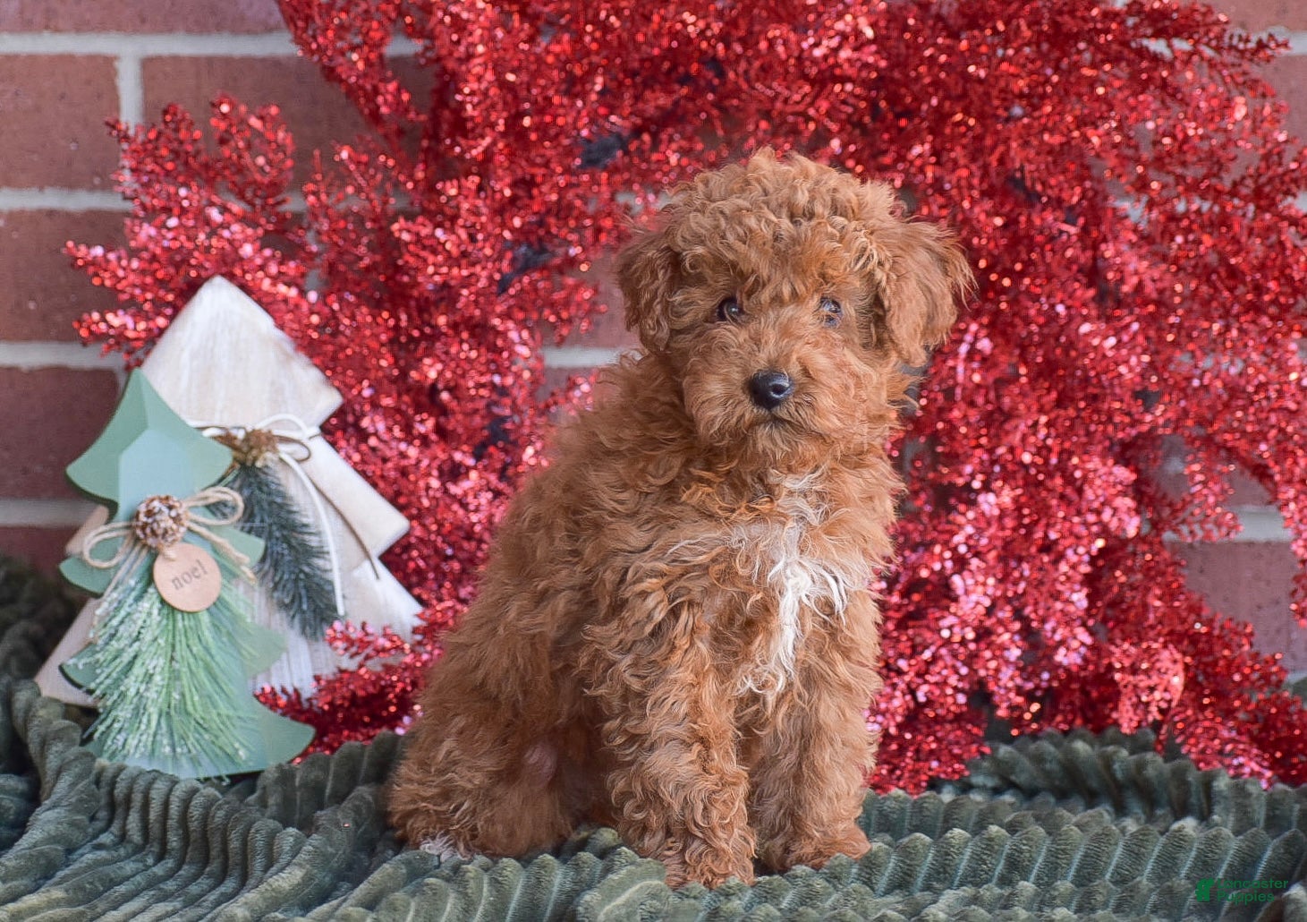 Miniature Poodle dogs Sheila - Ad 33