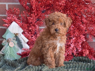 Miniature Poodle dogs Sheila - Ad 9