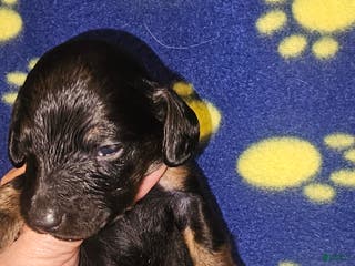 Dachshund dogs Dachshund Puppy 2 - Ad 29