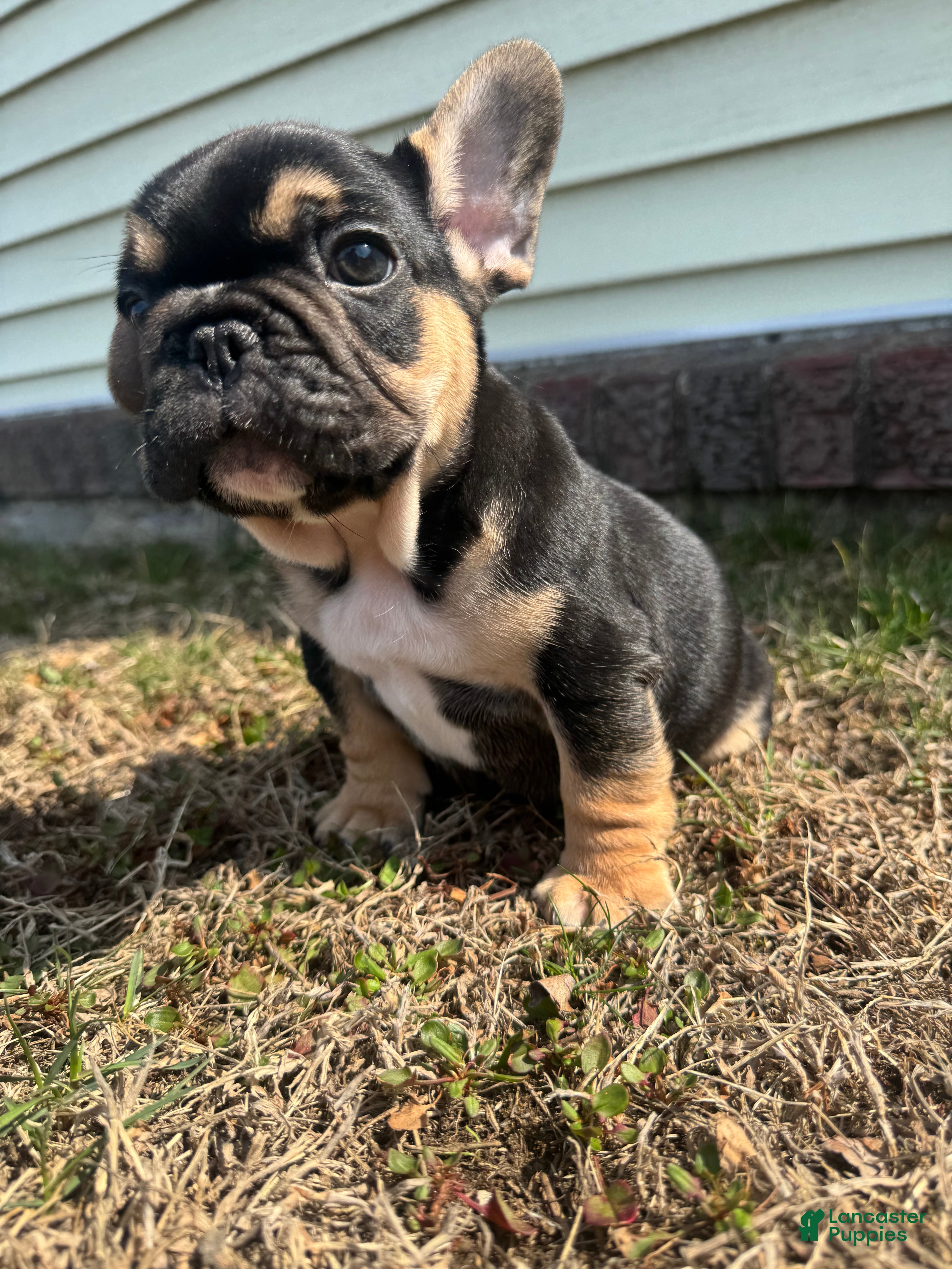 French Bulldog dogs Carl - Ad 1