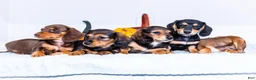 Miniature Dachshund dogs for sale: Nate - Ad 9