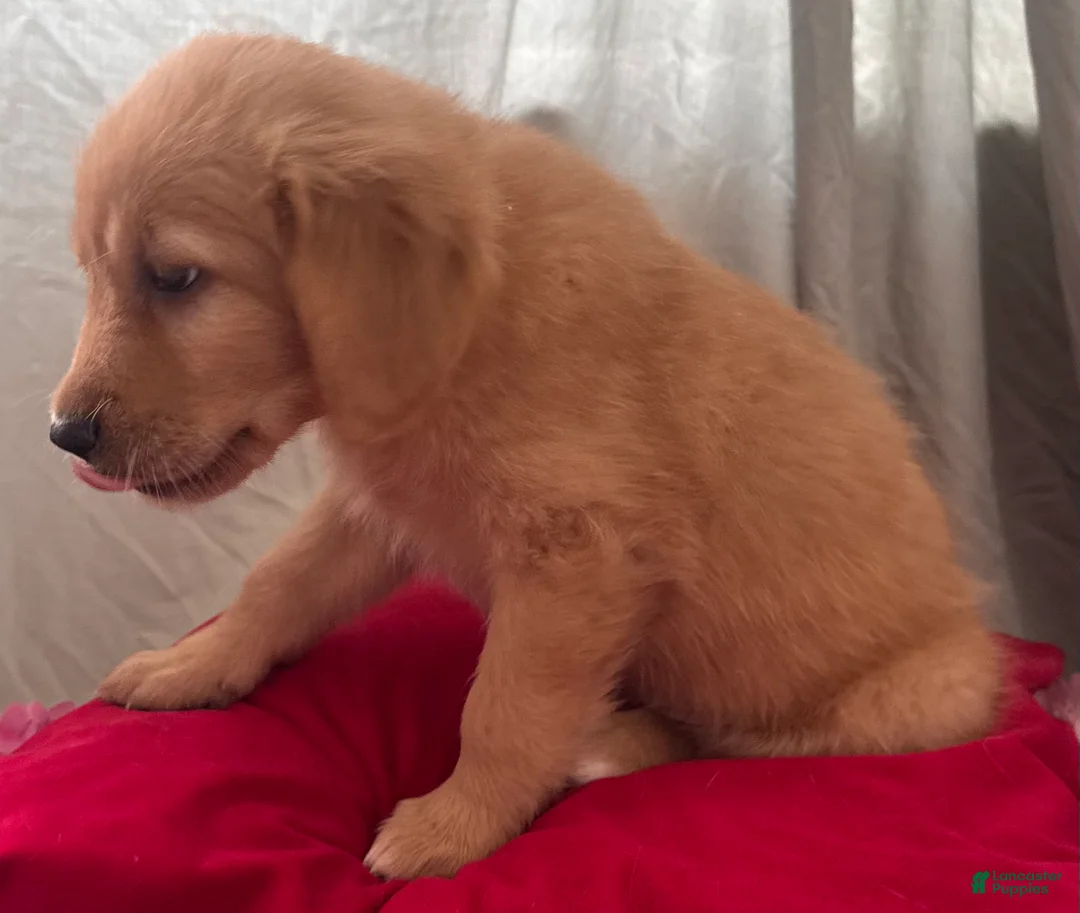 Mixed Breed dogs for sale: Yellow Collar - Ad 2