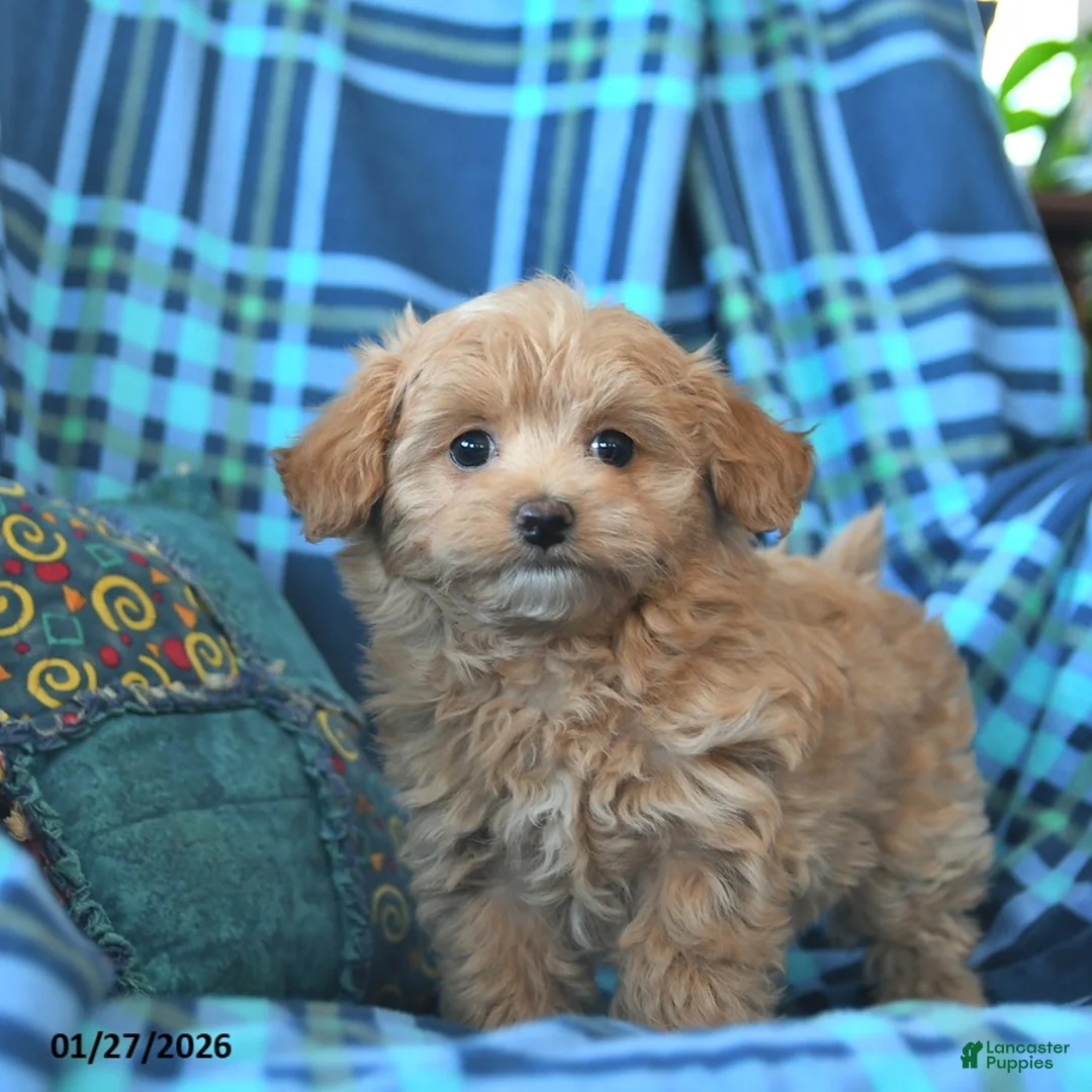 Maltipoo dogs for sale: Lena  - Ad 1