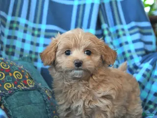 Maltipoo dogs Lena - Ad 33