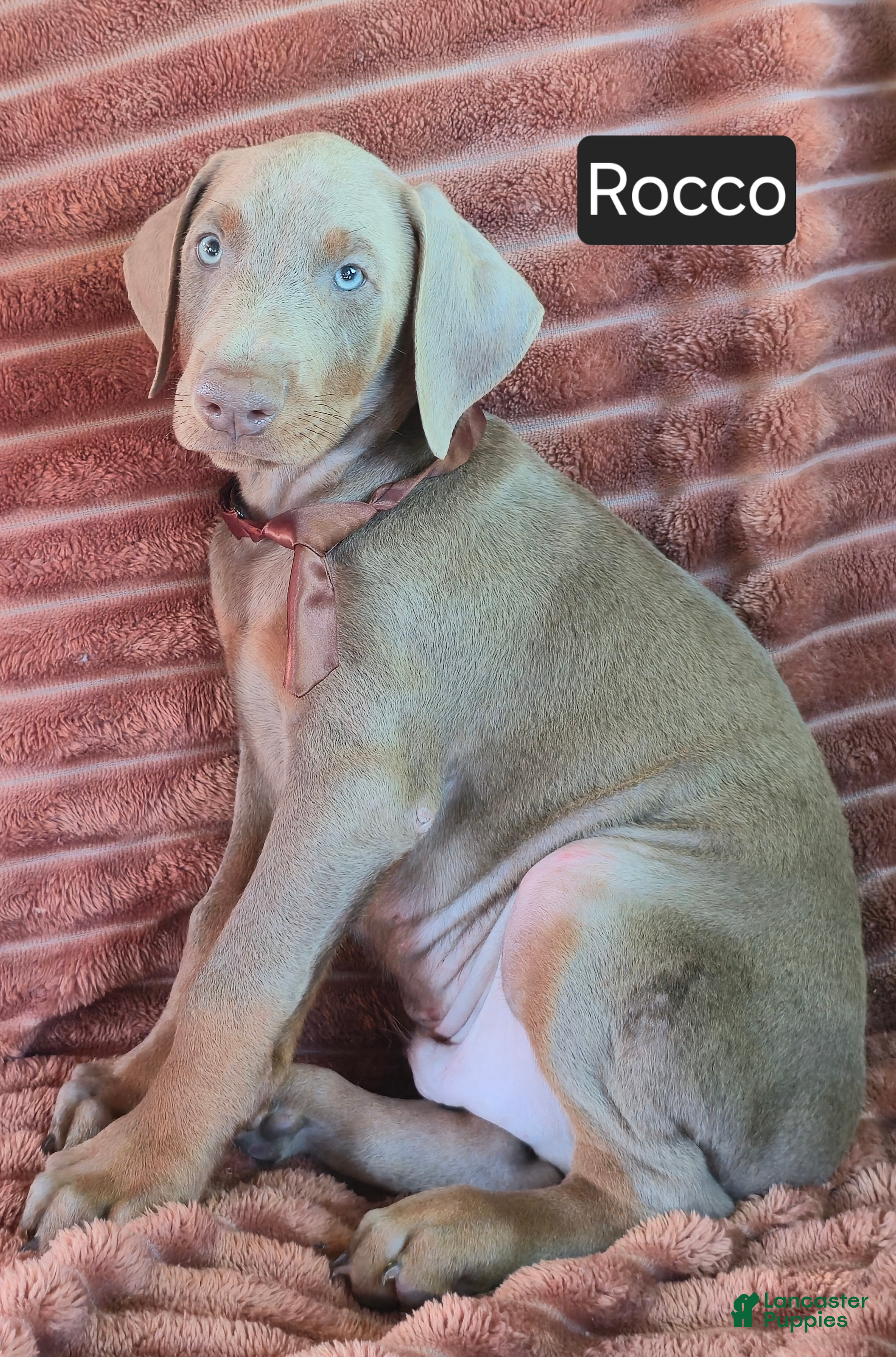 Doberman Pinscher dogs Rocco - Ad 1