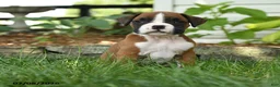 Boxer dogs for sale: Zara - Ad 1