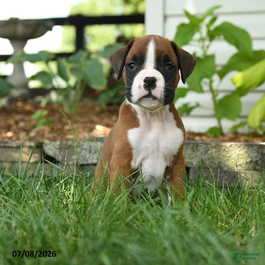 Boxer dogs for sale: Zara - Ad 1