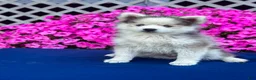 Pomsky dogs for sale: Rascal  - Ad 6