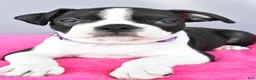Boston Terrier dogs for sale: Sage - Ad 4