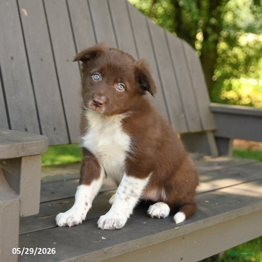 Border Collie dogs Montana - Ad 2