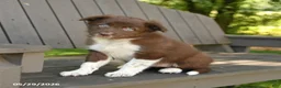 Border Collie dogs for sale: Montana - Ad 2