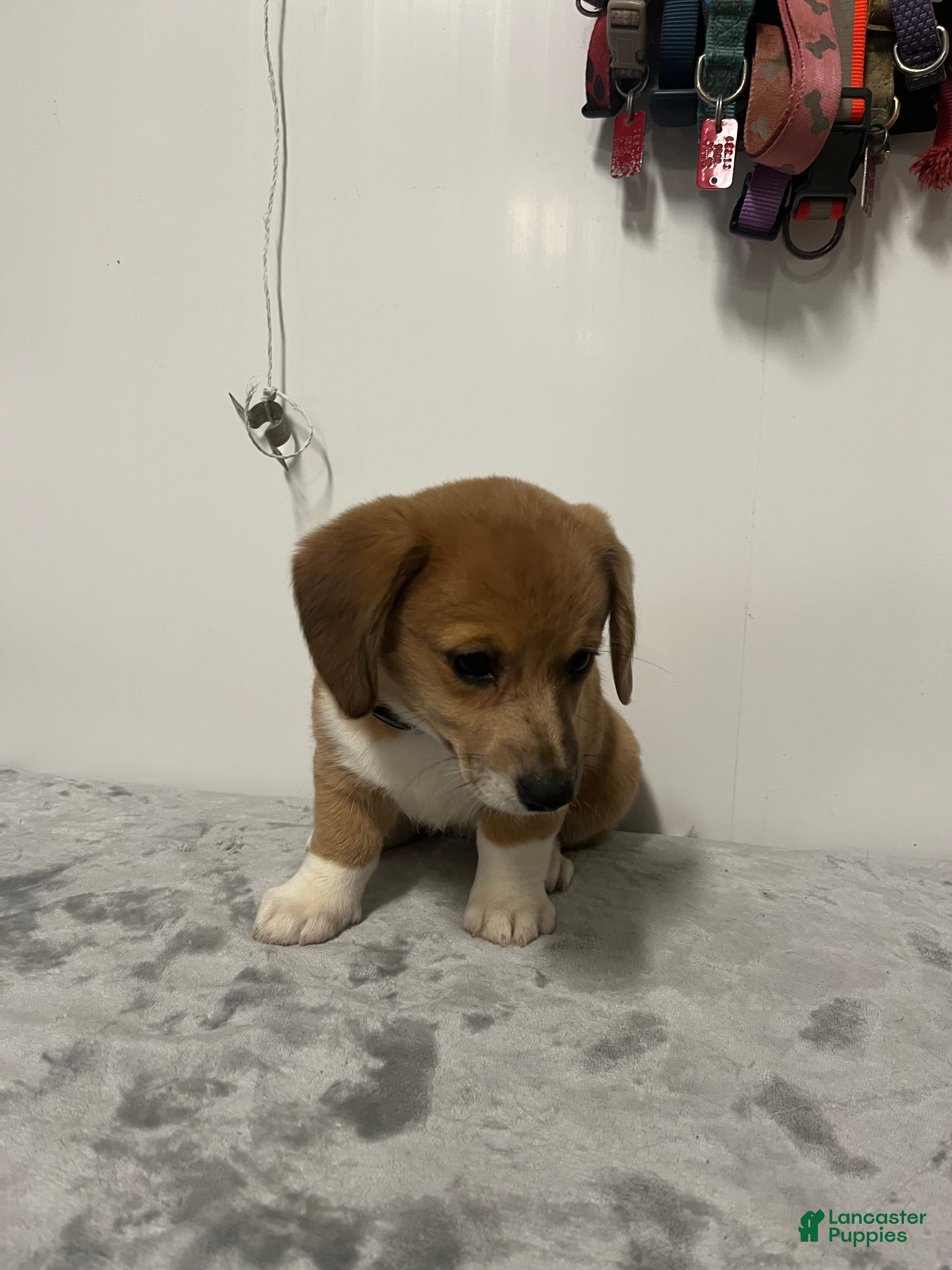 Mixed Breed dogs Apple jack  - Ad 2