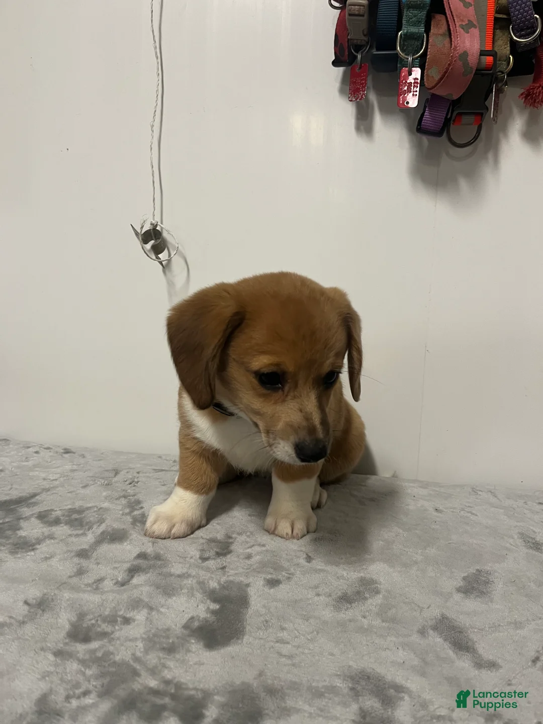 Mixed Breed dogs for sale: Apple jack  - Ad 2