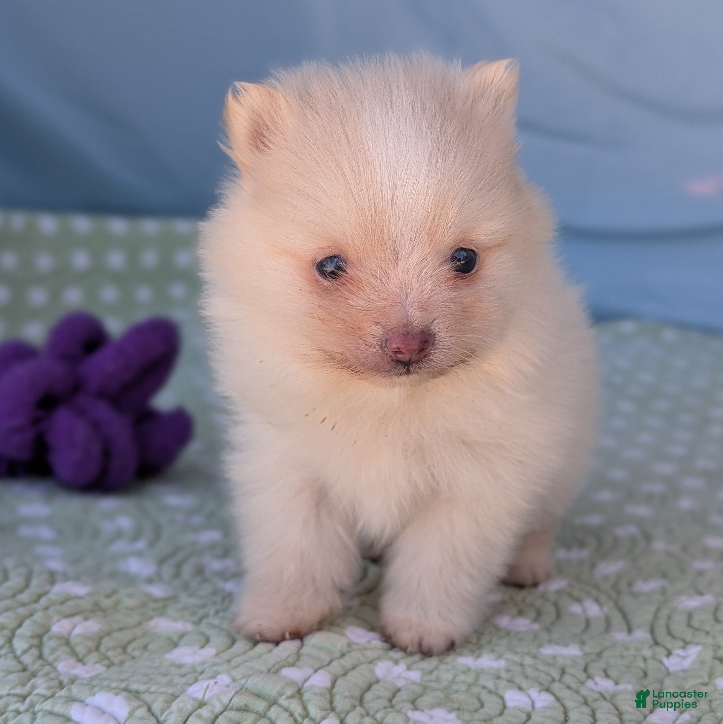 Pomeranian dogs Trinket - Ad 26
