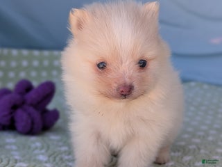 Pomeranian dogs Trinket - Ad 9