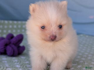 Pomeranian dogs Trinket - Ad 42