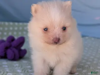 Pomeranian dogs Trinket - Ad 15