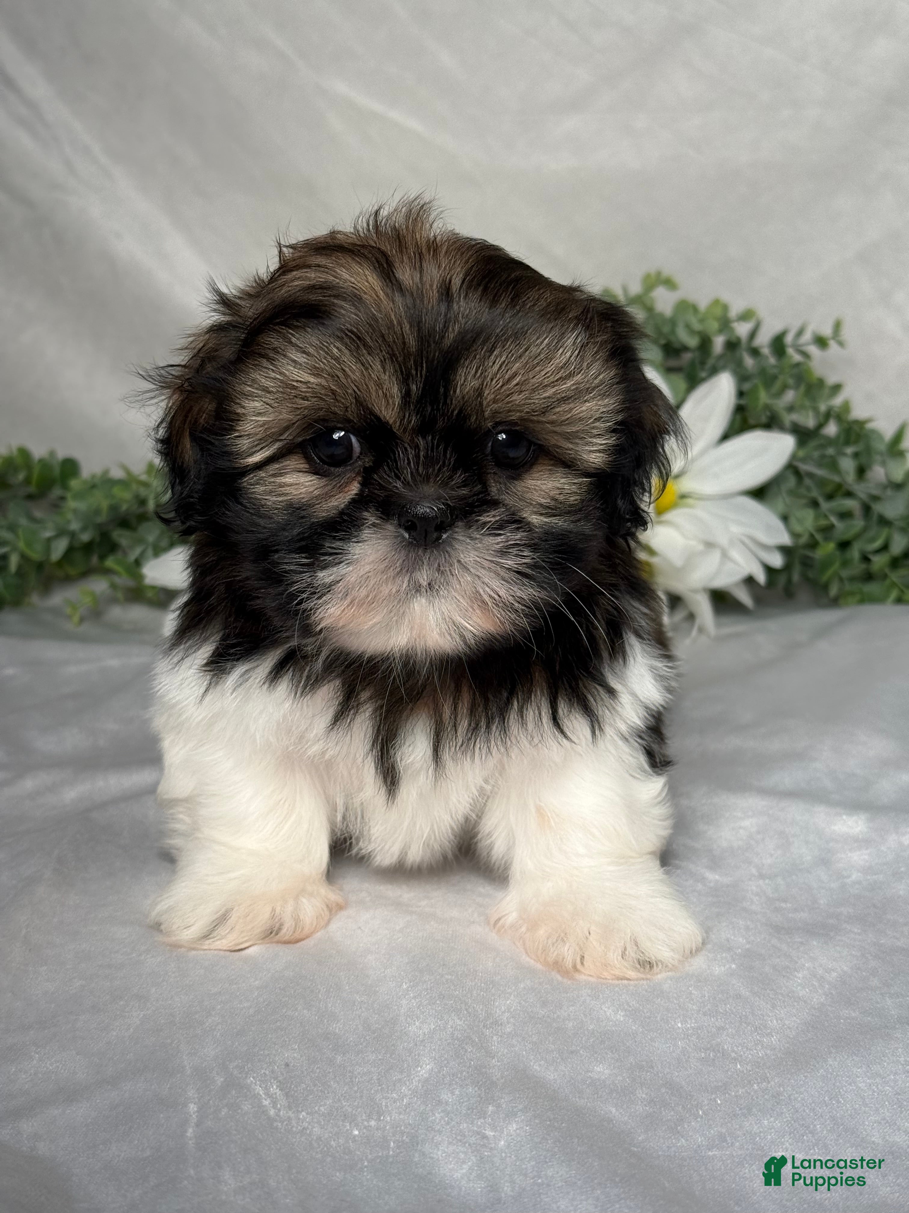 Shih Tzu dogs Wyatt - Ad 1