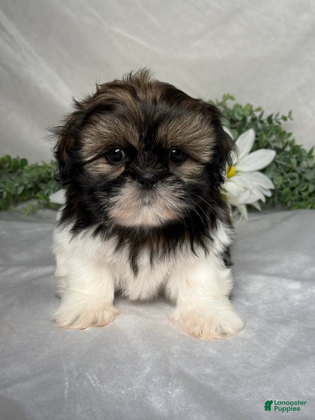 Shih Tzu dogs for sale: Wyatt - Ad 1