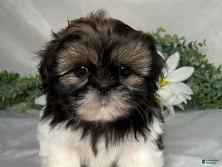 Shih Tzu dogs for sale: Wyatt - Ad 1