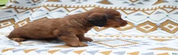Miniature Dachshund dogs for sale: Ginger - Ad 2